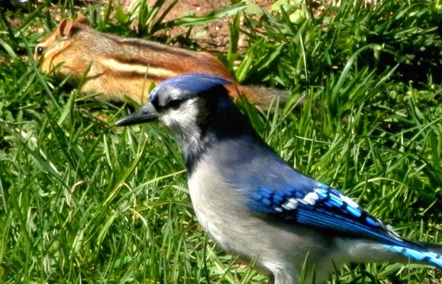 Chipmunk and Blue Jay