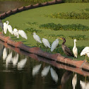 Egrets and a Cormorant