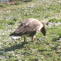 Pink-footed goose, Oca zamperosee