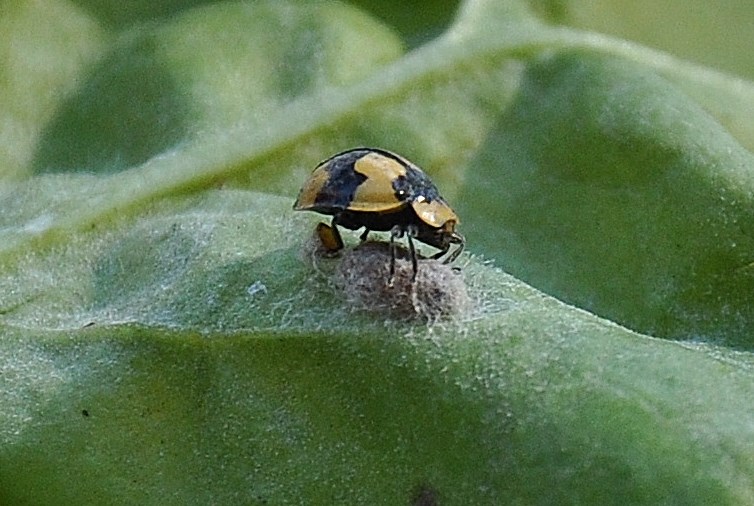 Fungus Eating Lady Bird