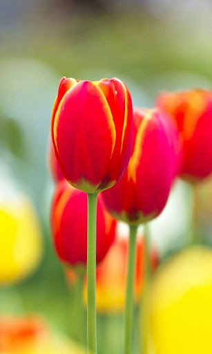 Tulips Wallpapers