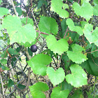 Muscadine