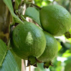 guava, jambu batu