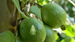 Buah Jambu Batu Meaning In English