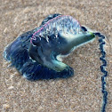 Bluebottle or Portuguese Man O' War