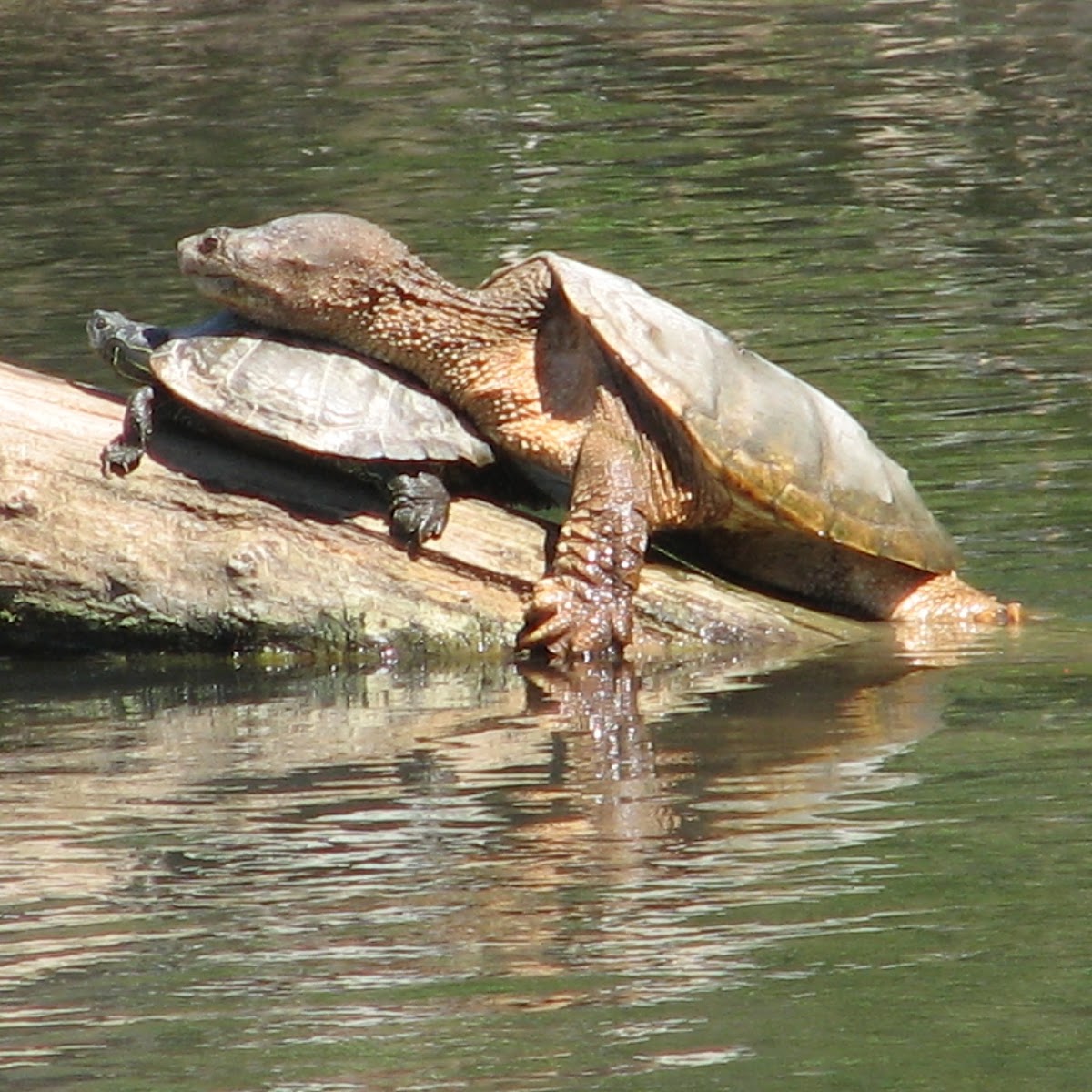 Map Turtle and Snapping Turtle