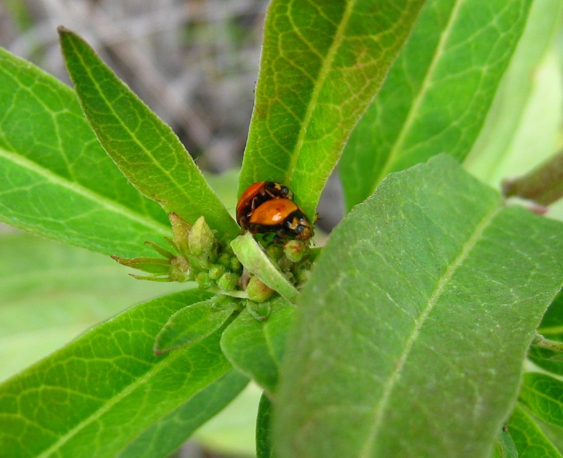 Australian lady beetles (mating)