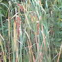 Cattail Reeds