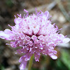 Southern Scabious