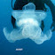 The blubber jellyfish