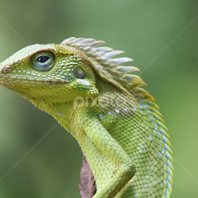 by Jack Jack - Animals Amphibians