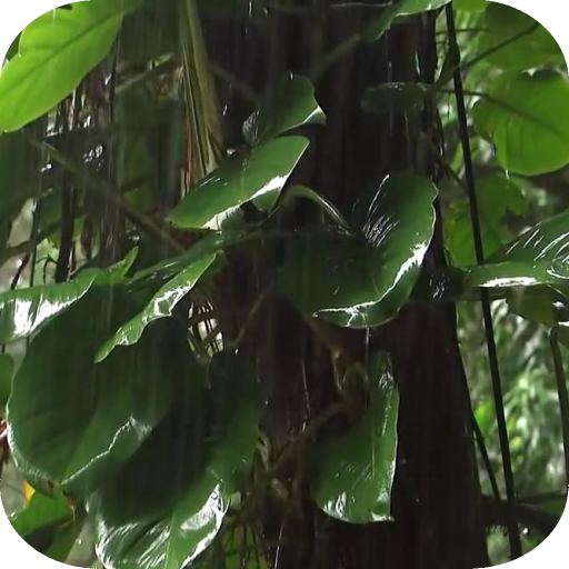 Tropical Rain HD Live Wallpap 個人化 App LOGO-APP開箱王
