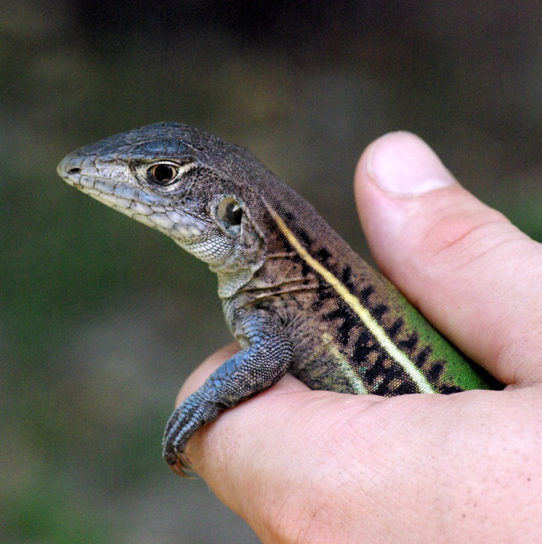 Four-toed Whiptail Lizard