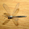 very small Antlion