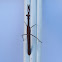 Stick Insect