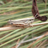 Saltamontes / Grasshopper