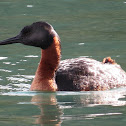 Great Grebes