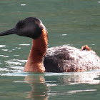 Great Grebes