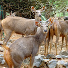 Sambar Deer