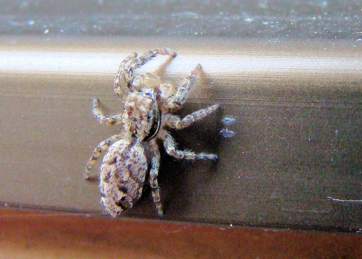 jumping spider