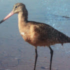 marbled godwit