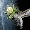 Bar Maiden / the moth- spiderThomisidae