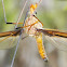 Long antennae crane fly