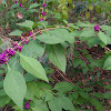 American beautyberry