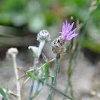 Knapweed