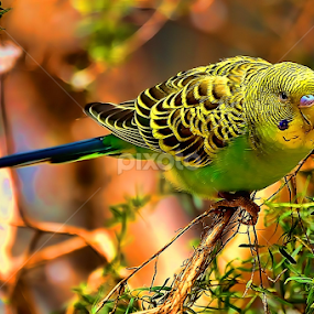 by RJ Photographics - Novices Only Wildlife