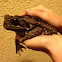 bufo toad
