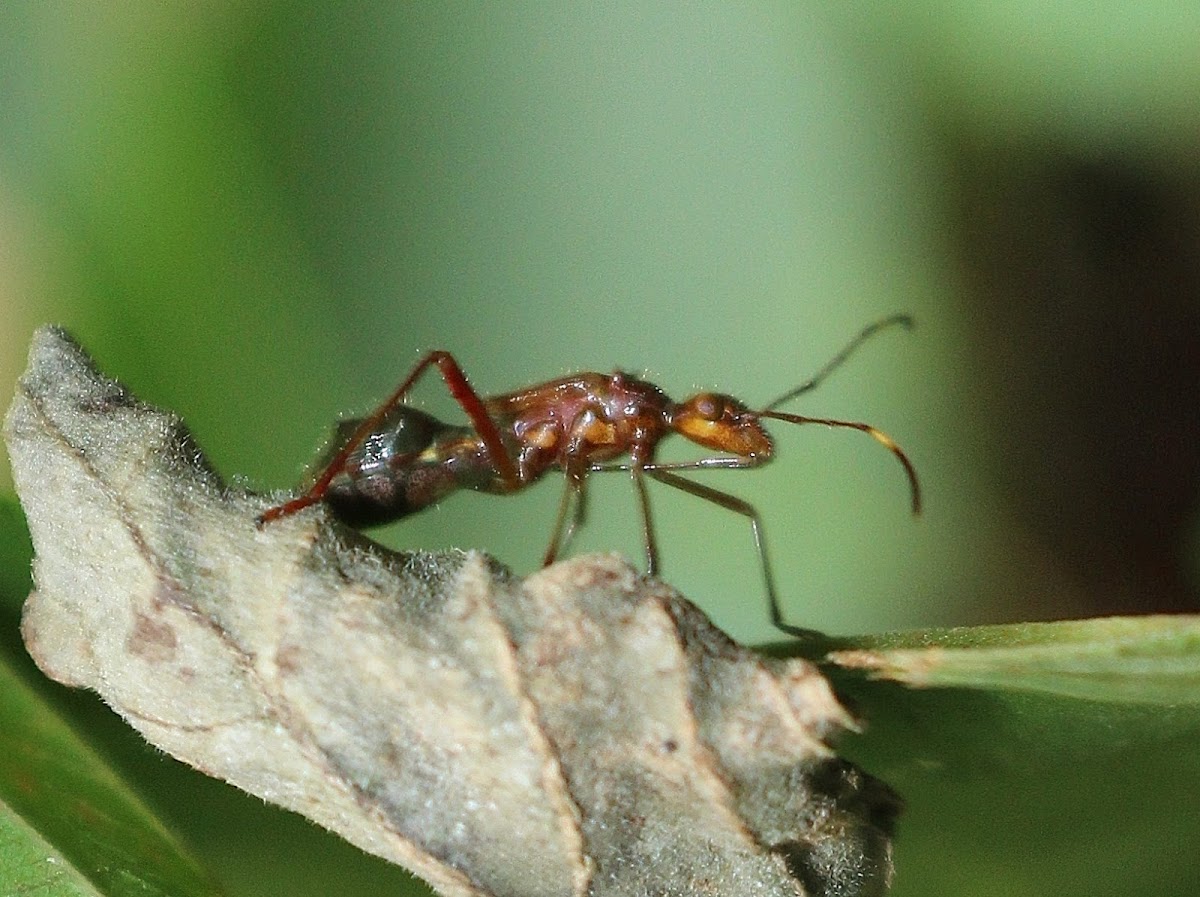 Ant-Mimetic Bug
