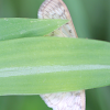 Boldfeathered Grass Moth