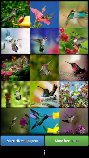 Hummingbirds HD Wallpaper