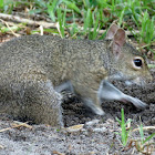 Squirrel cools off