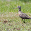 Hudsonian Godwit