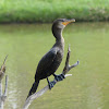 Neotropic Cormorant