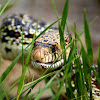 Bull Snake