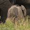 African Elephant baby