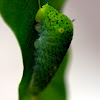 Tailed Jay Caterpillar