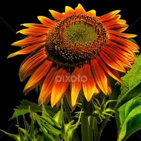 Orange Sunflower by Gary Pope - Flowers Single Flower