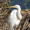 Great Egret