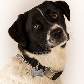 Roscoe by Bets Wilson - Animals - Dogs Portraits