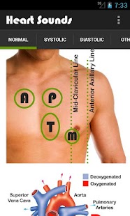 Heart Sounds + Lung Sounds