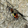 Cotton Stainer Bug