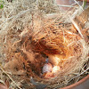 Carolina Wren nest