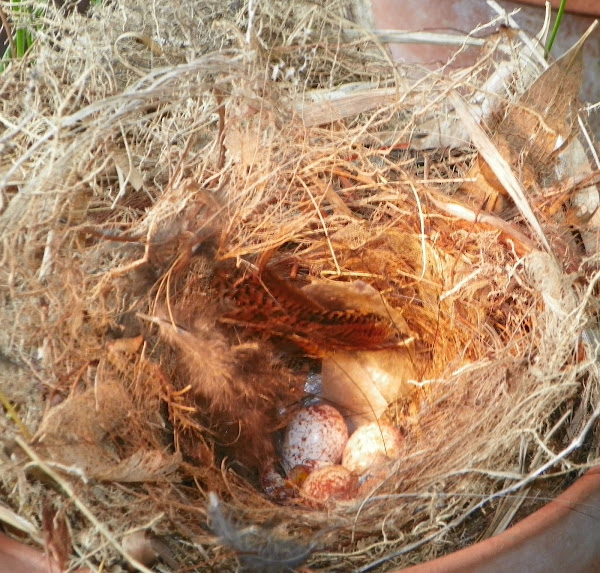 carolina-wren-nest-project-noah
