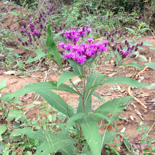 Ironweed Project Noah