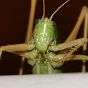 Eastern Green Bush-cricket