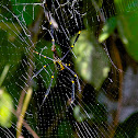 golden orb-web spider
